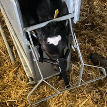 Load image into Gallery viewer, Medium calf dehorning crate
